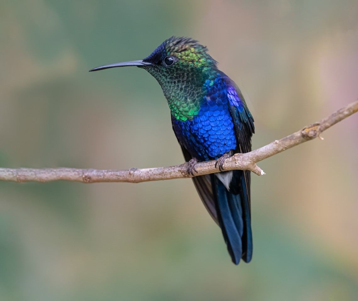 image Crowned Woodnymph